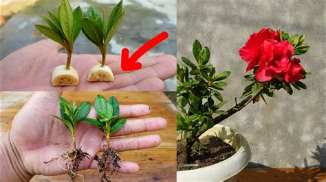 can azalea grow in the philippines|How to Plant Azaleas: 11 Steps (with Pictures) .